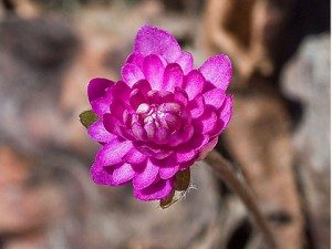 Цветок Печеночница благородная розовая