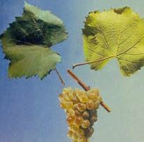 алиготе винный сорт винограда