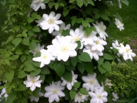 Белый цвет в саду
