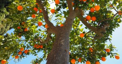 Выращивание апельсина