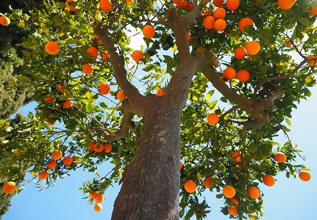 Выращивание апельсина